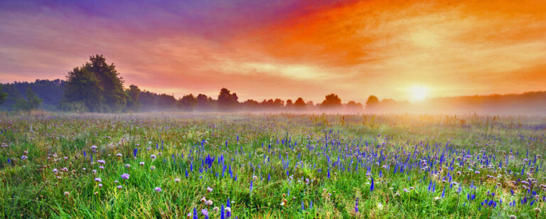 Beautiful foggy sunrise over field of flowers