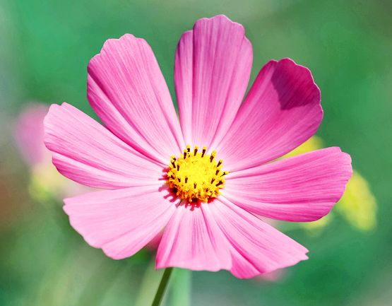 Pink cosmos flower closeup outdoors.