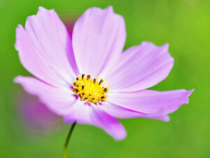 Cosmos
