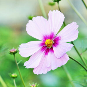Cosmos flower after rain close up