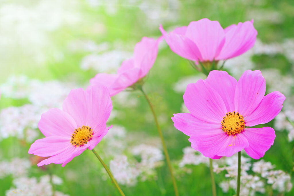 Pink cosmos flowers on a background of green grass