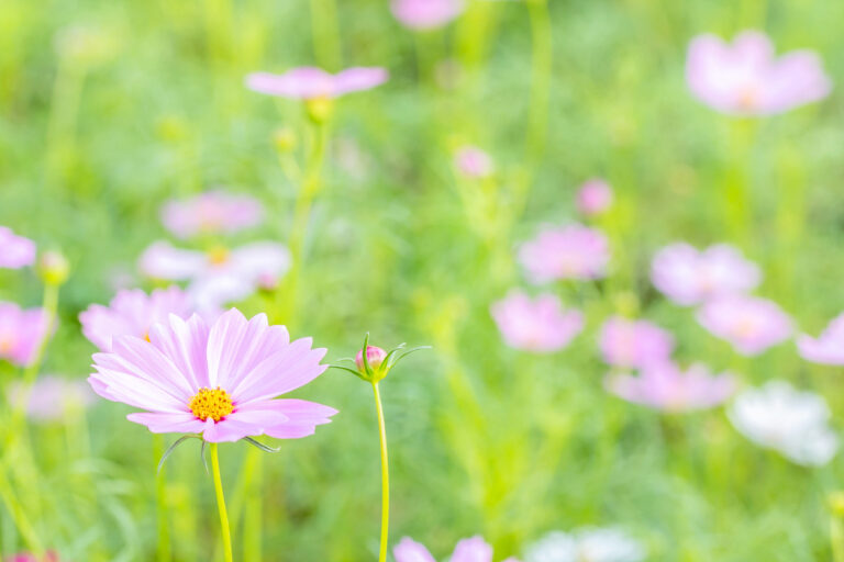 Backdrop scenery of flower, pink cosmos blooming in the field, in soft color and soft blurred style, on green leaves and blossom blur background,