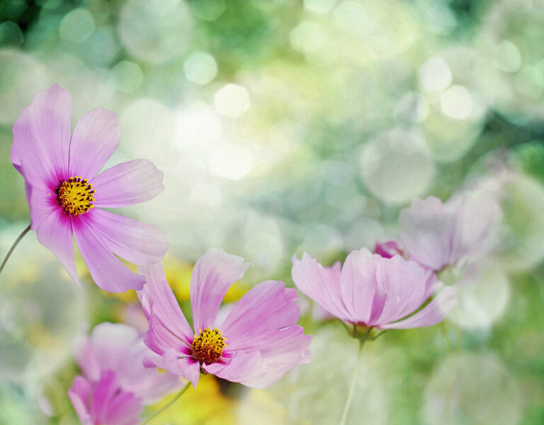 Field of flowers and sunlight