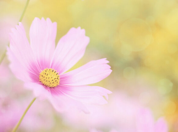 Sweet floral background, Pink cosmos flower with soft focus, vintage pastel color toned.