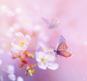 Spring blossom tree and fly Butterfly; Pink springtime blooming garden background,