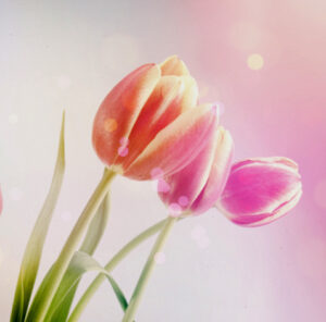 Vintage tulips background