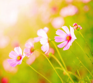 Cosmos flowers on garden