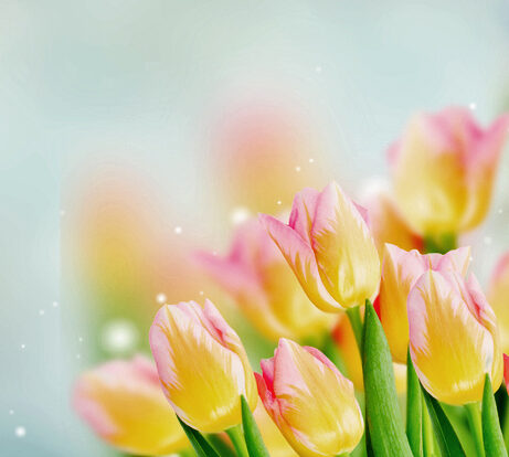 fresh yellow and pink tulips in spring garden,