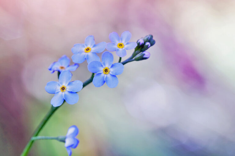 Forget me not flowers over colorful blurred background
