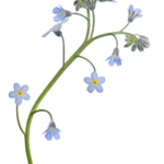 forgetmenot