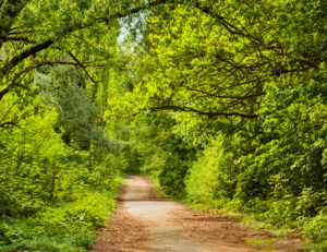 Green leaves on trees either side of a winding dirt road deep in the country side