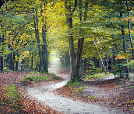 Winding road in an autumn forest of beech trees