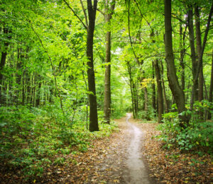 Green forest pathway winding thru the woods