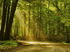 Morning sunlight falls on an old forest road