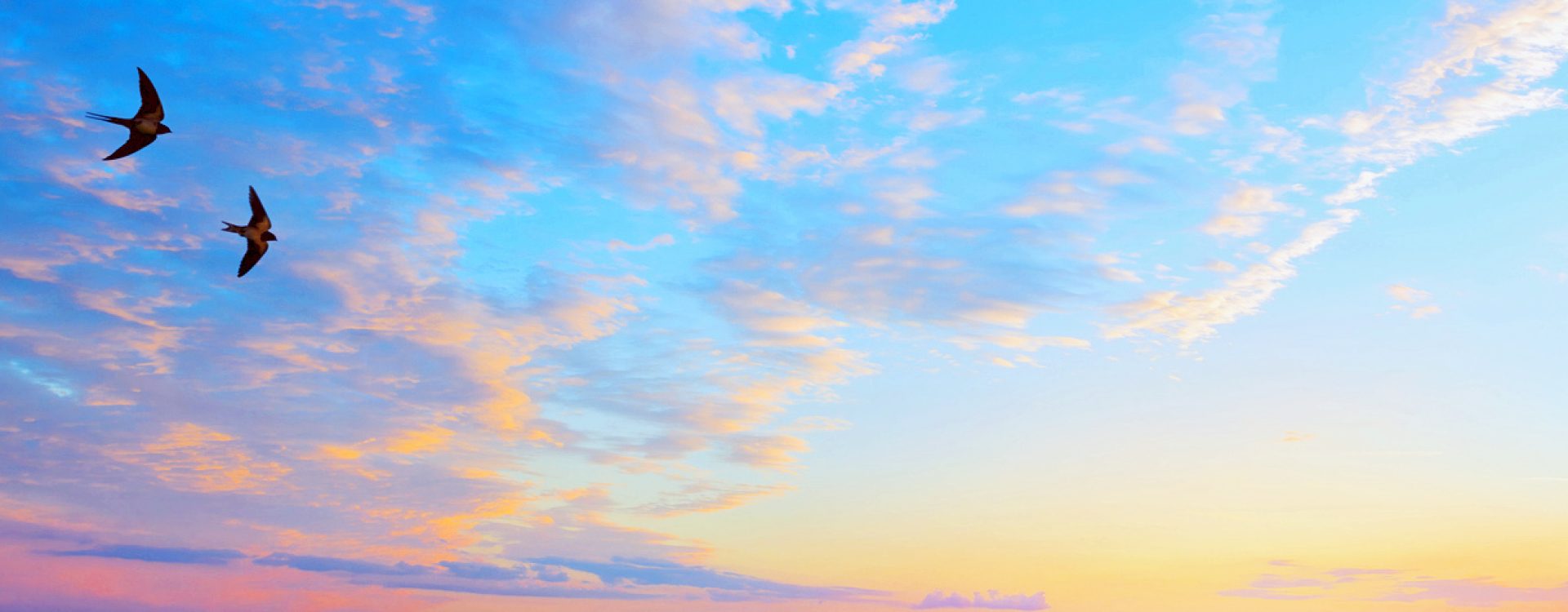 abstract beautiful peaceful summer sky background; sunrise new day and flying flock of birds