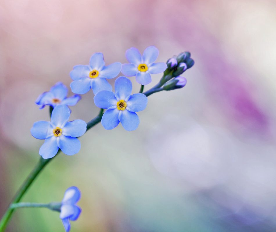 Forget me not flowers over colorful blurred background