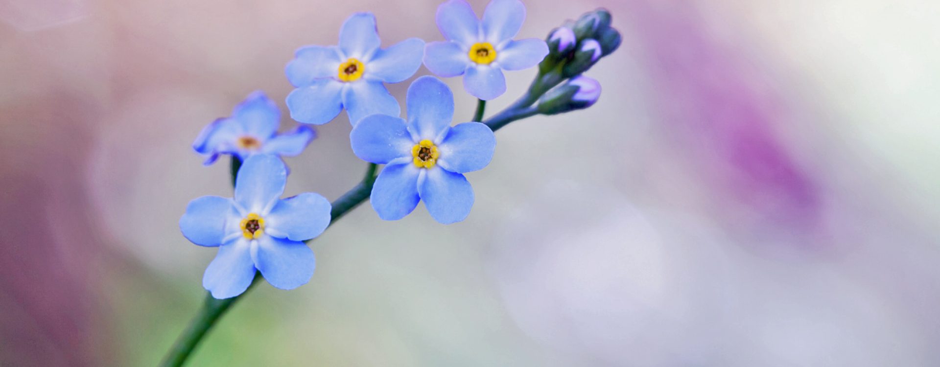 Forget me not flowers over colorful blurred background