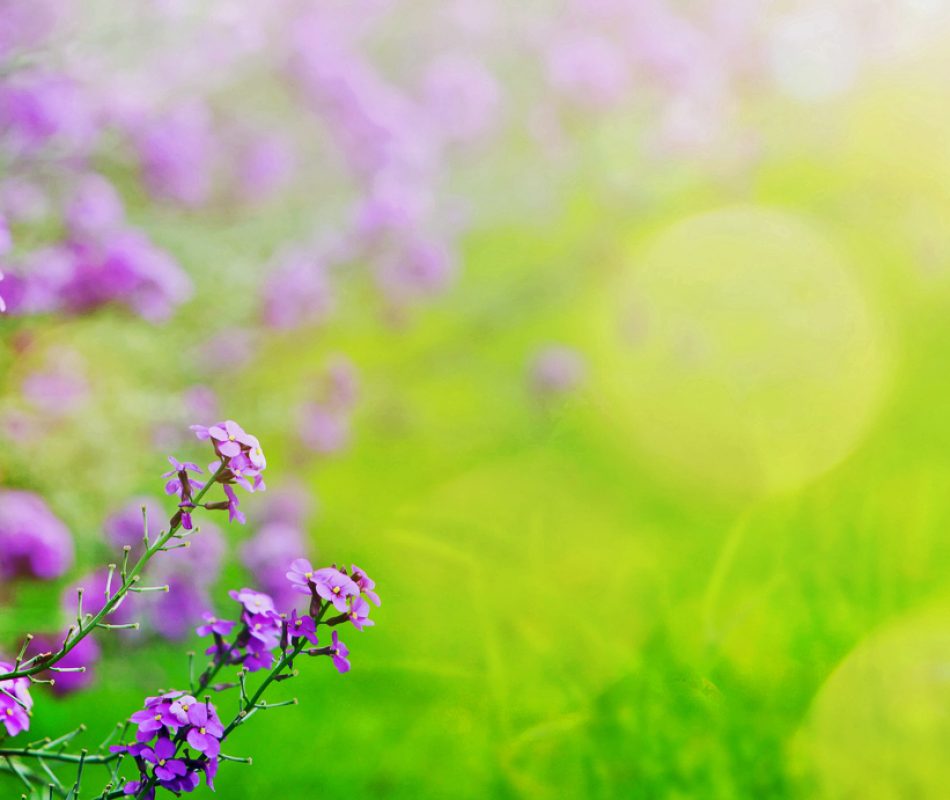 abstract spring floral Background; spring flower and sunny beam