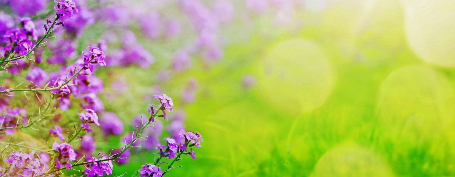 abstract spring floral Background; spring flower and sunny beam