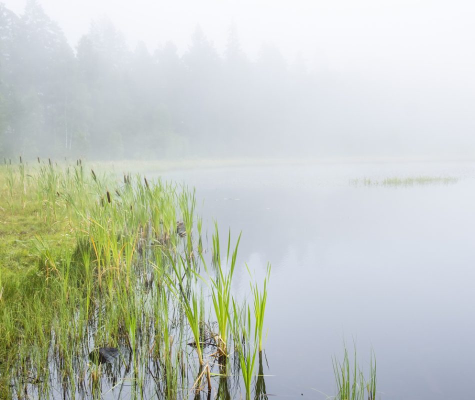 Mist rising off the river bank