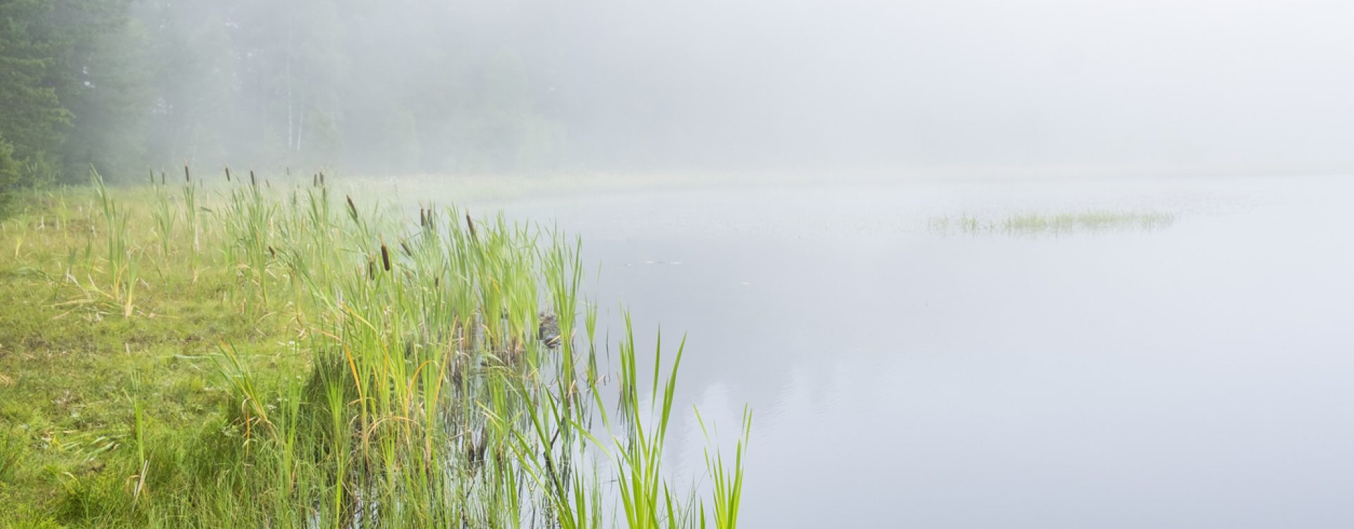 Mist rising off the river bank