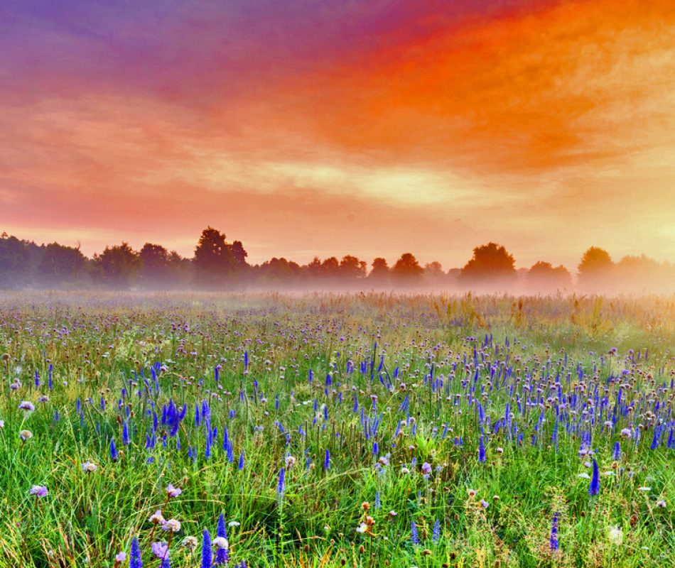 Beautiful foggy sunrise over field of flowers