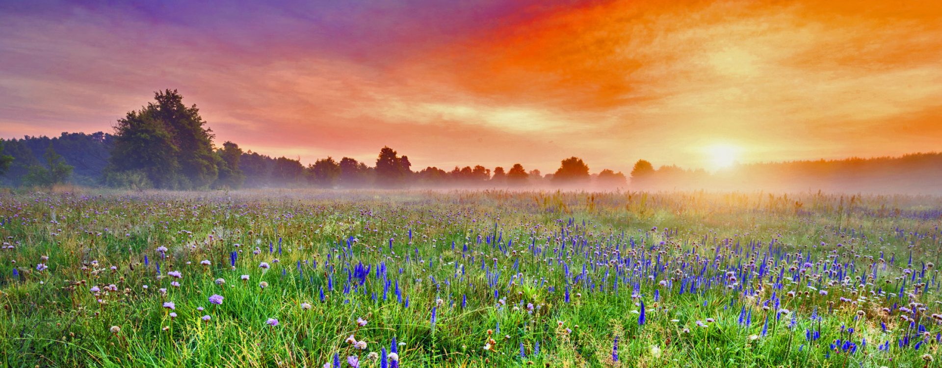 Beautiful foggy sunrise over field of flowers