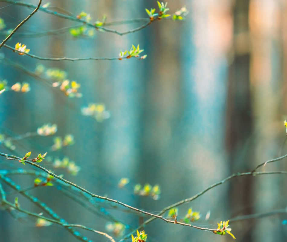 Buds Bloom On Branches In Spring.