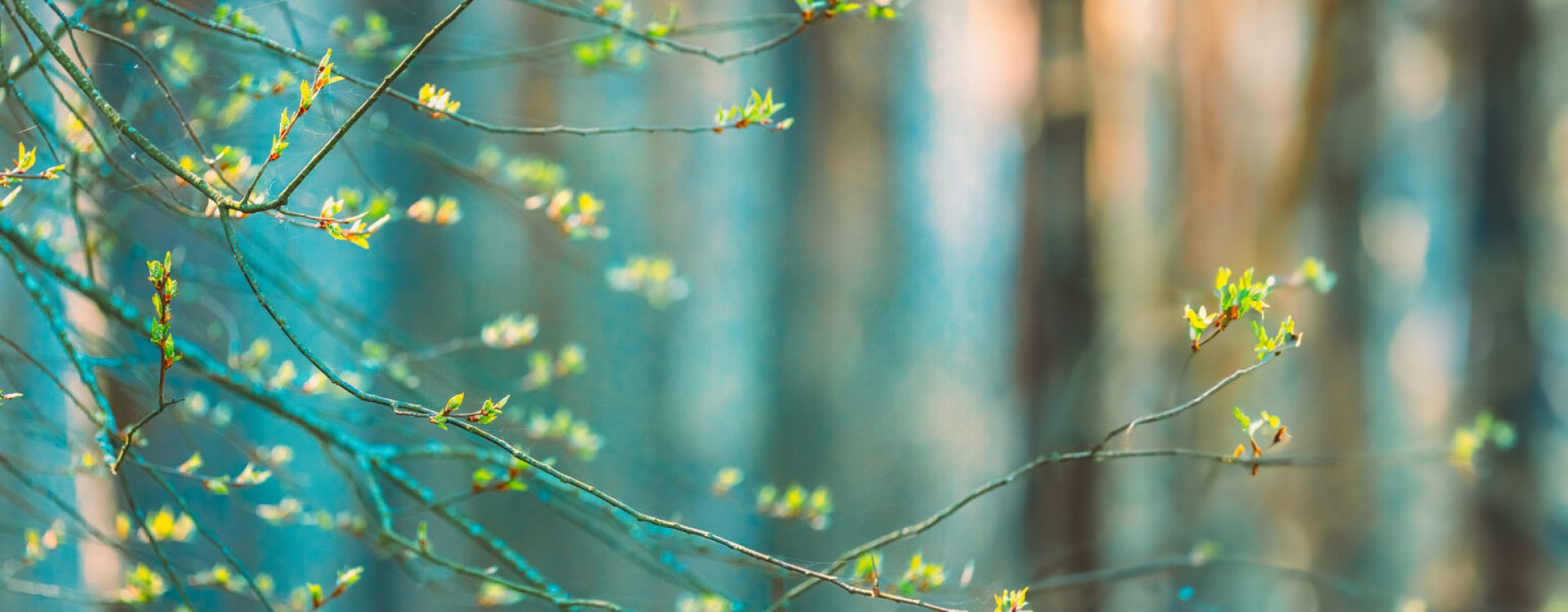 Buds Bloom On Branches In Spring.
