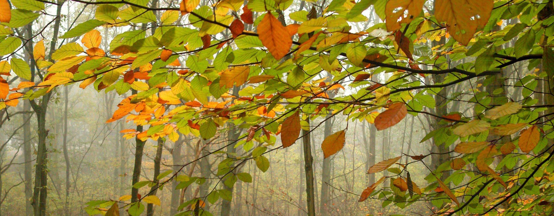 Rust and green shaded autumn leave on a foggy morning