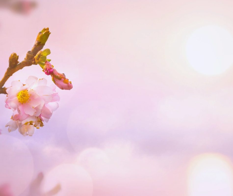 A cherry blossom sprig against the glow of a pale pink sky background