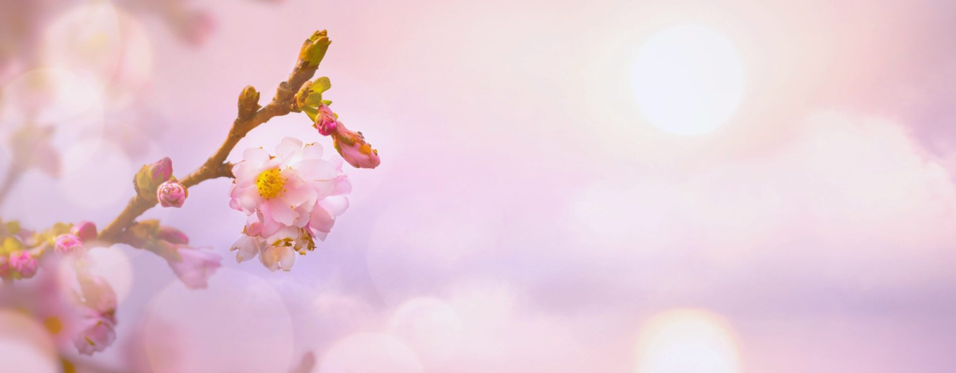 A cherry blossom sprig against the glow of a pale pink sky background