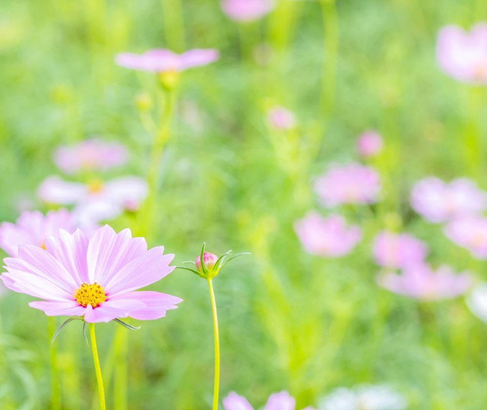 Backdrop scenery of flower, pink cosmos blooming in the field, in soft color and soft blurred style, on green leaves and blossom blur background,