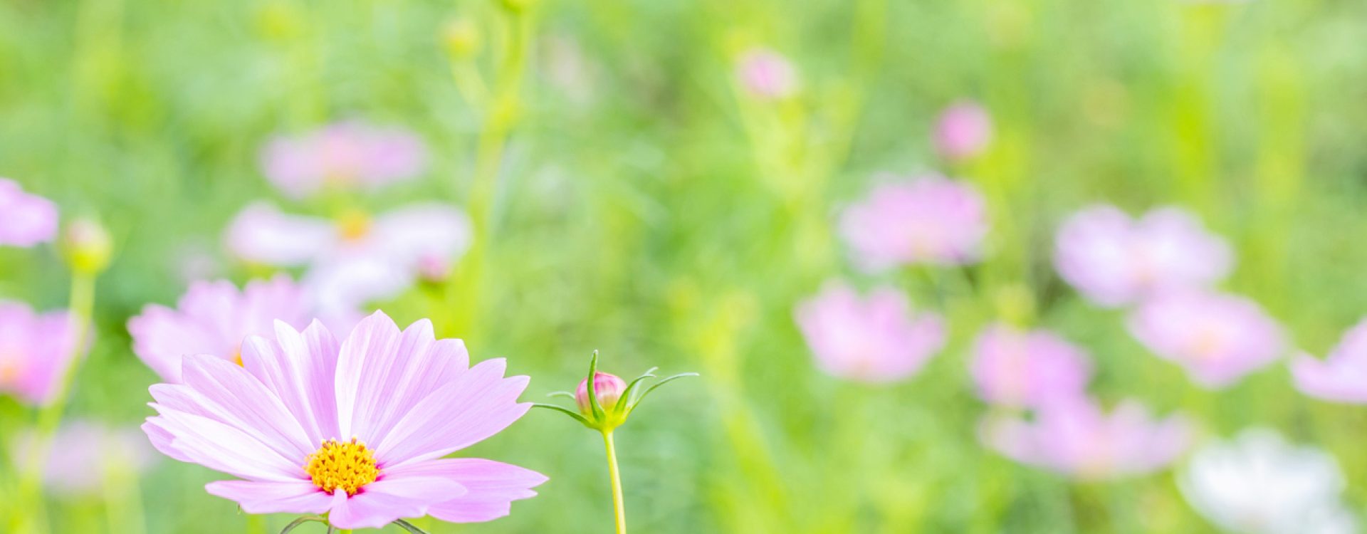 Backdrop scenery of flower, pink cosmos blooming in the field, in soft color and soft blurred style, on green leaves and blossom blur background,