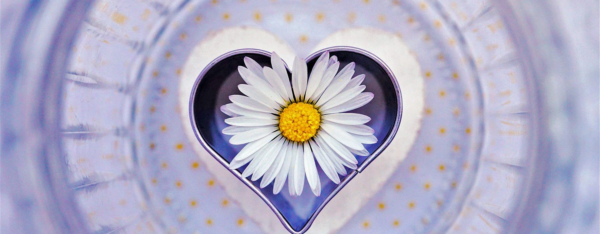 White daisy within a heart of pale lavender