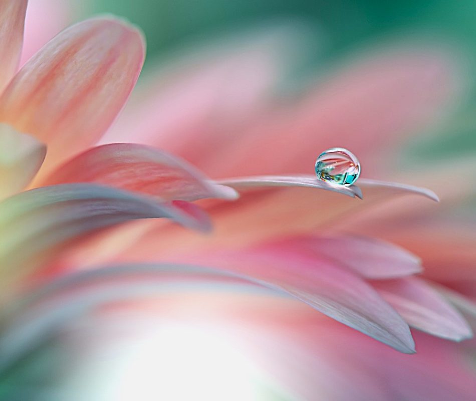 Dewdrop balanced on the tip of a flower petal