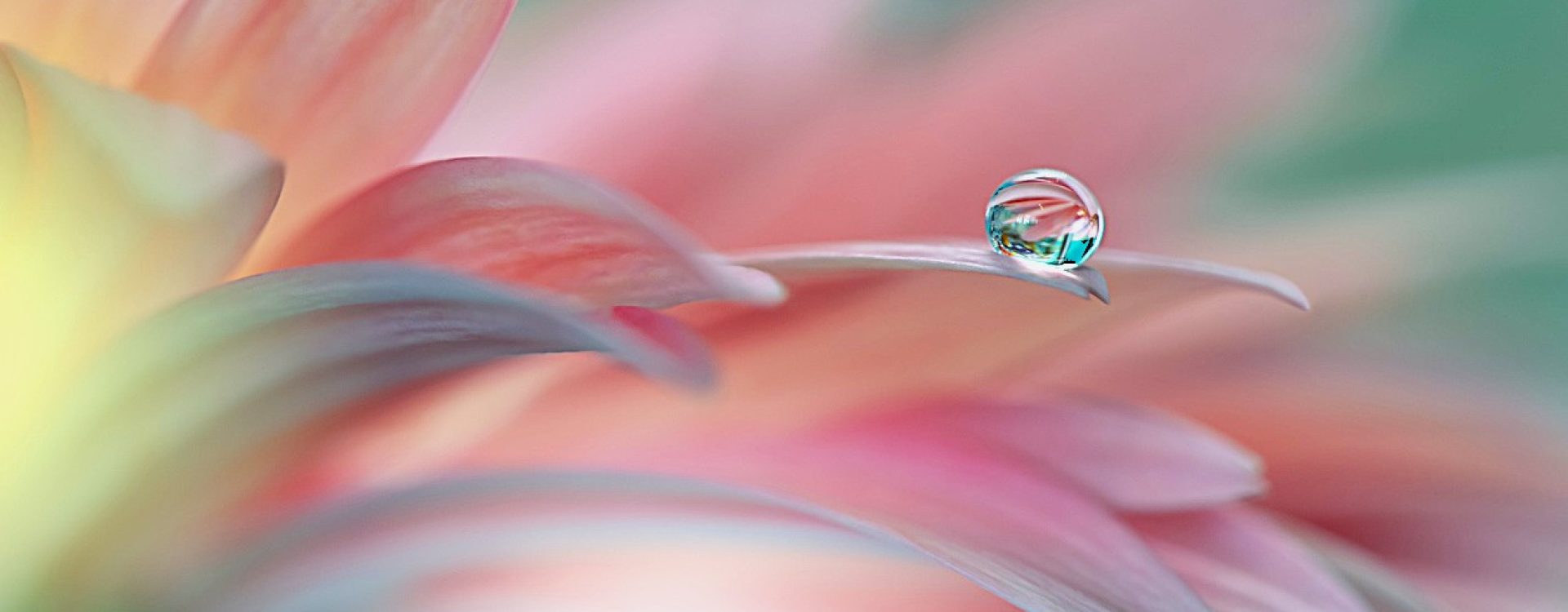 Dewdrop balanced on the tip of a flower petal