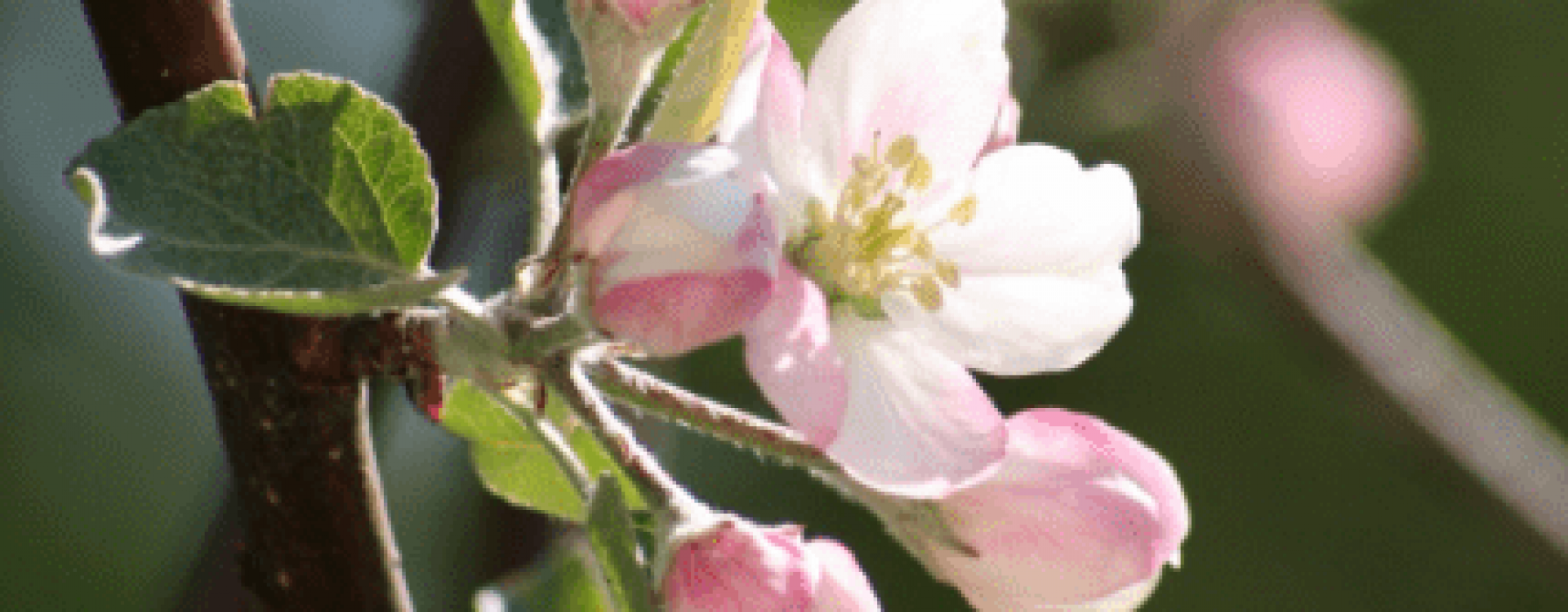 A branch of pink apple blossoms in the sunshine