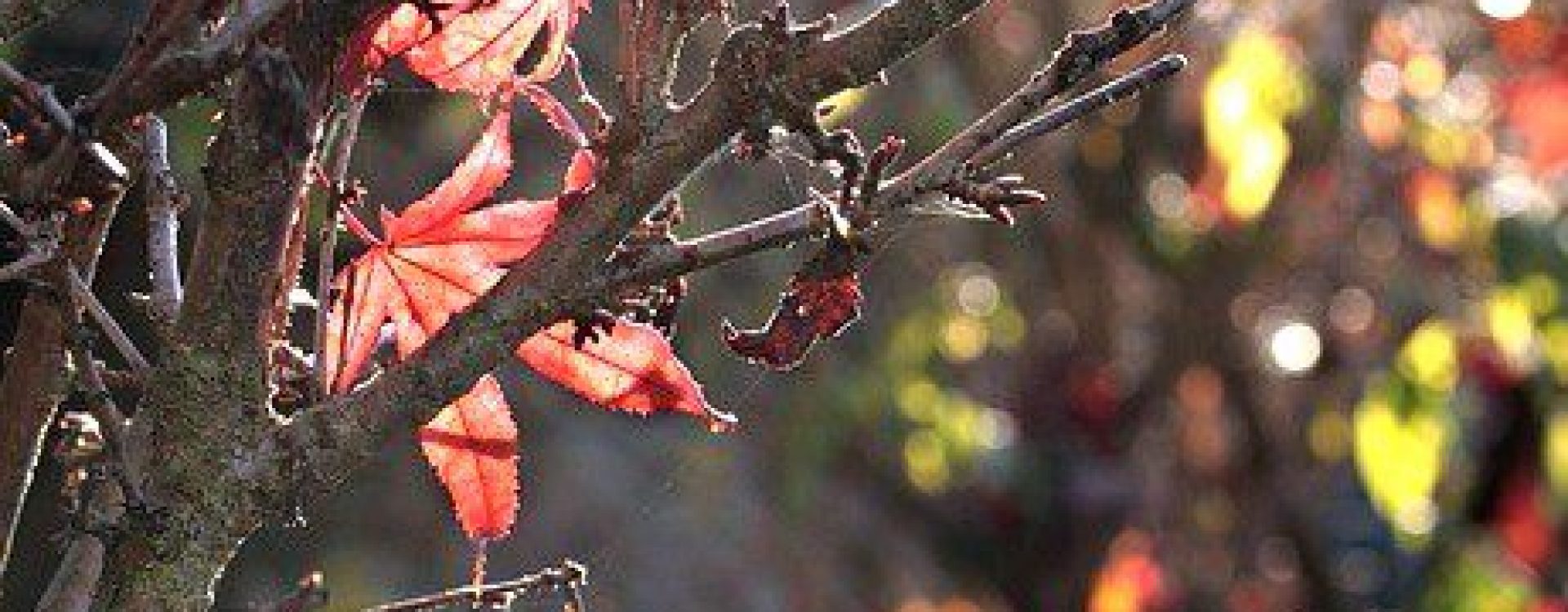 Bare tree with a couple of rust-coloured leaves clinging in a fall Autumn scene