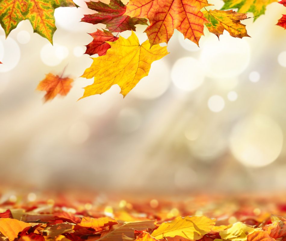 Colorful autumn leaves decorate a beautiful nature bokeh background with foliage on the forest ground, wide panorama format