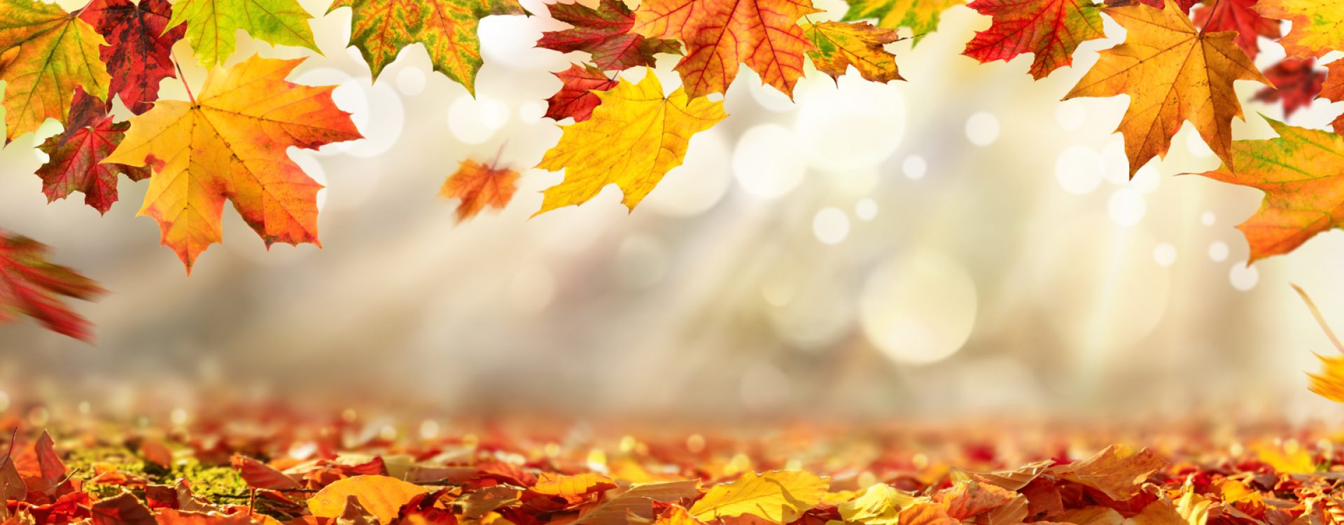 Colorful autumn leaves decorate a beautiful nature bokeh background with foliage on the forest ground, wide panorama format