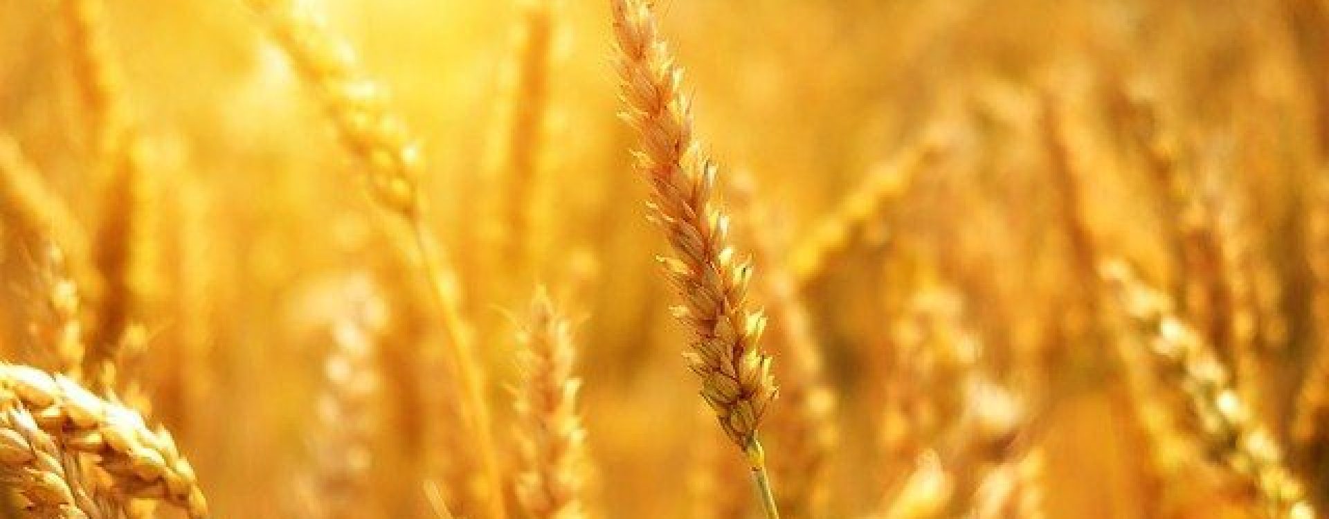 Golden wheat sheaves waving in the sunshine