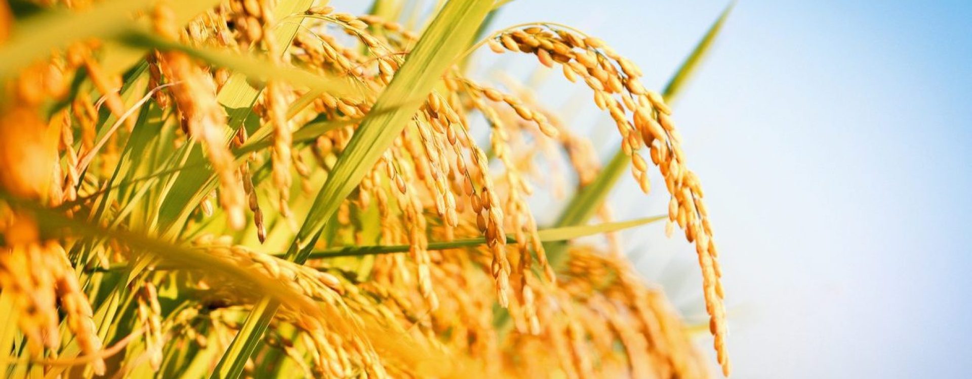 Grain ripening in the sun against a bright blue sky