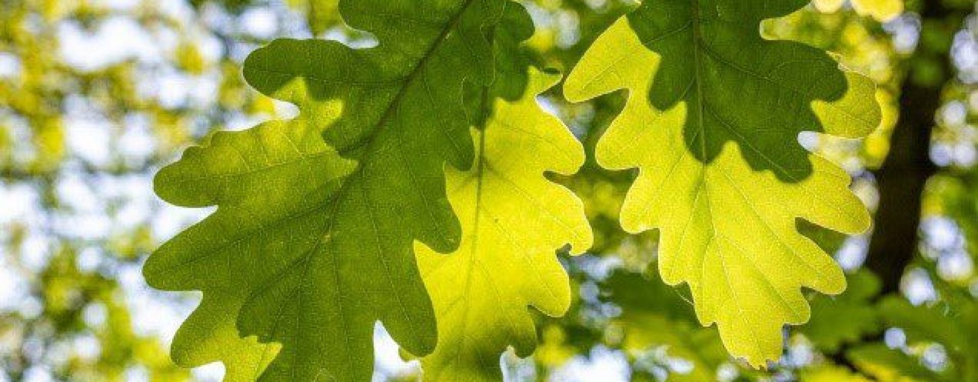 Sunshine filtering through green oak leaves