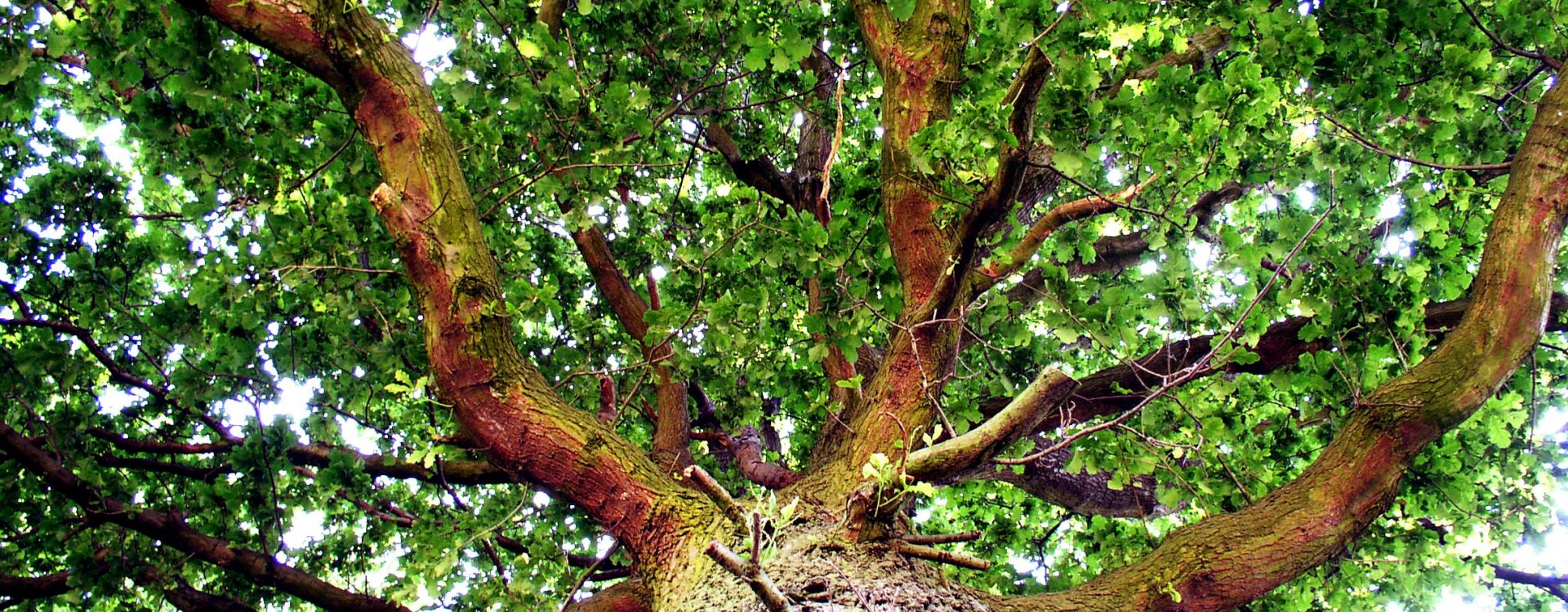 Looking up at the green leafy branches of a large oak tree