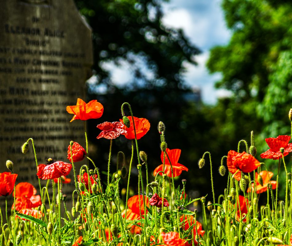 Poppy in an old, abandoned cemetery.