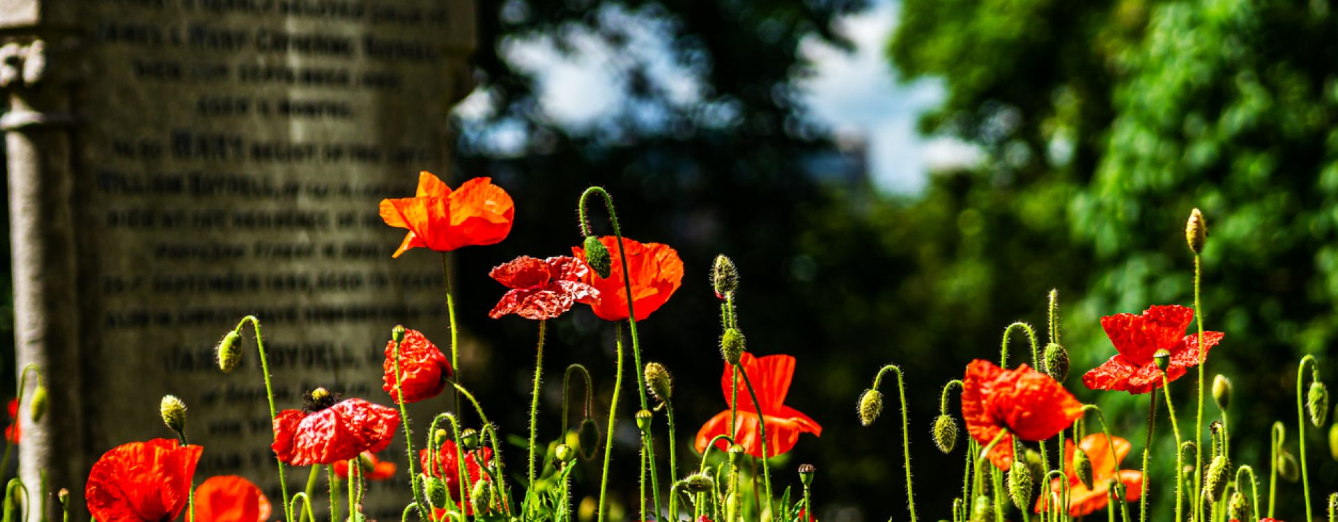 Poppy in an old, abandoned cemetery.