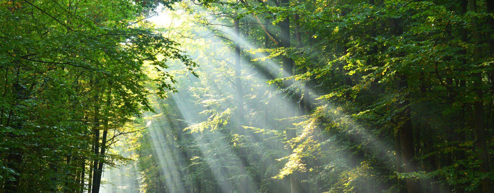 Rays of sunshine filtering thru the green trees of a forest path