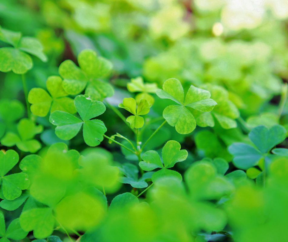 Beautiful Wood Sorrel background of green shamrocks