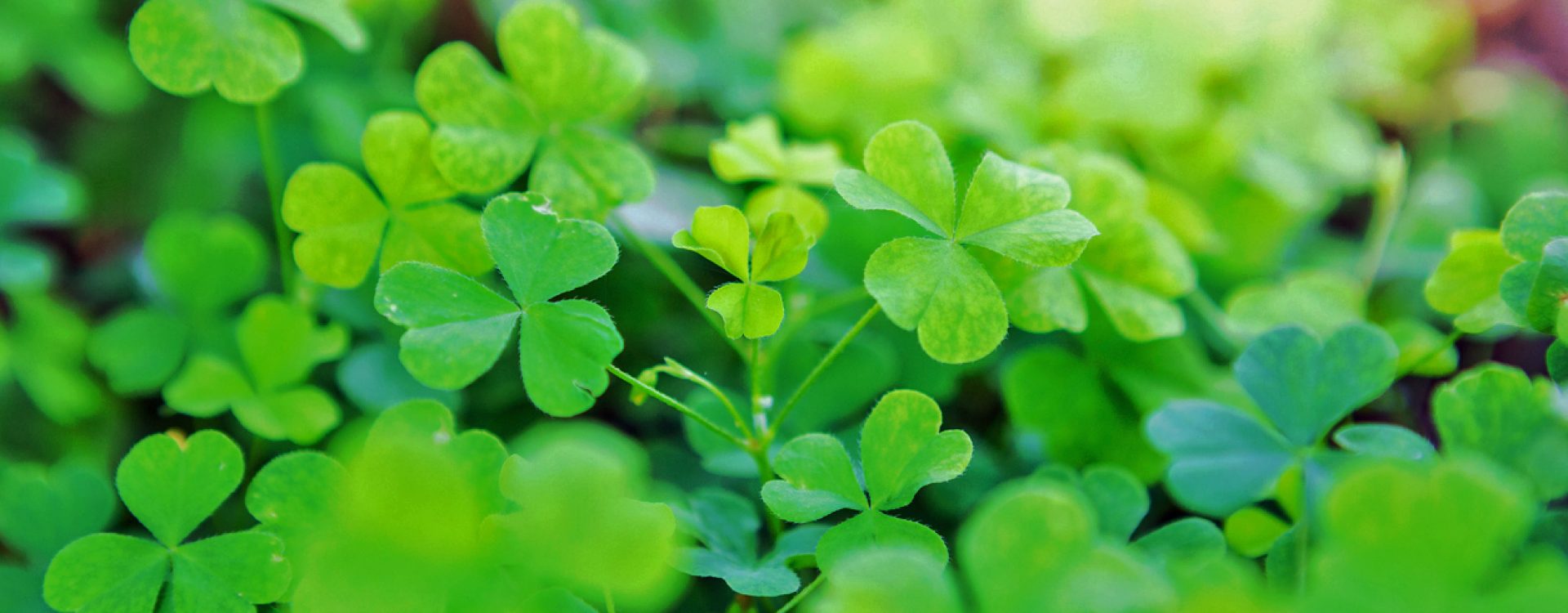 Beautiful Wood Sorrel background of green shamrocks